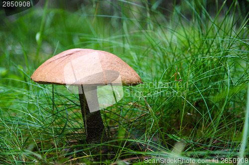 Image of Growing Birch bolete mushroom in the grass