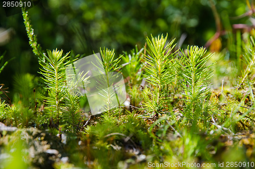 Image of Young fresh spruce seedling