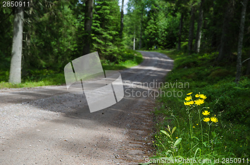 Image of Yellow road side flowers