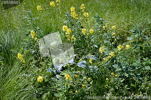 Image of Grass and flowers