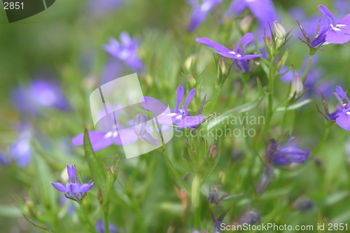 Image of flower background- soft