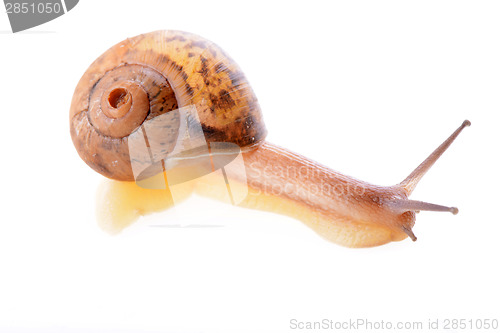 Image of Snail on a white background