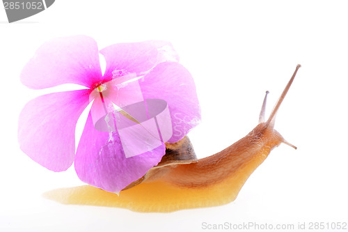 Image of Snail with a purple flower