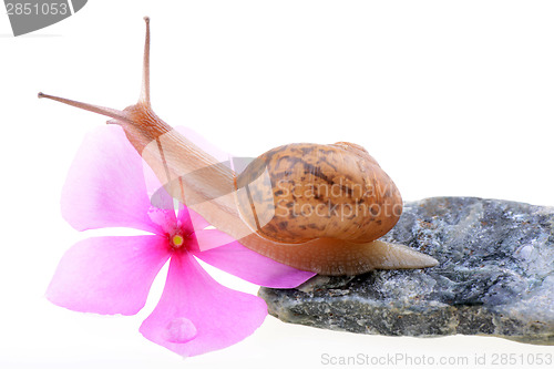 Image of Snail with a purple flower