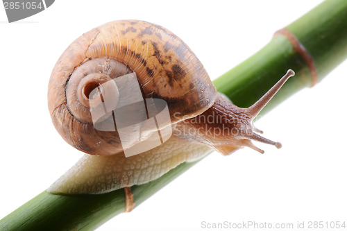 Image of Snail on a green bamboo stem