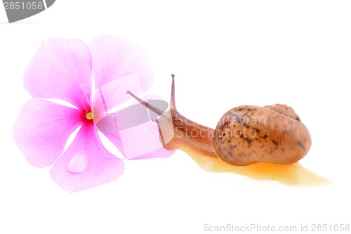 Image of Snail with a purple flower