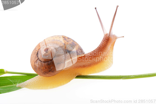 Image of Snail on a green leaf 