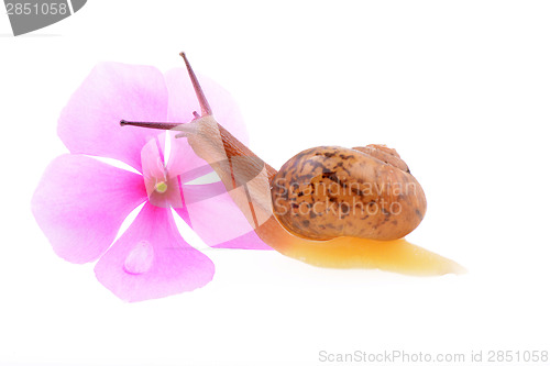 Image of Snail with a purple flower