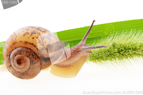 Image of Snail on a green leaf 