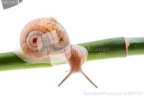 Image of Snail on a green bamboo stem