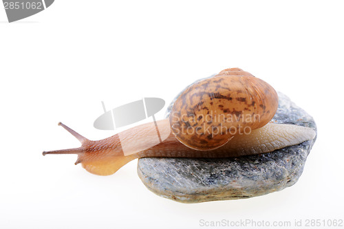 Image of Snail on a stone