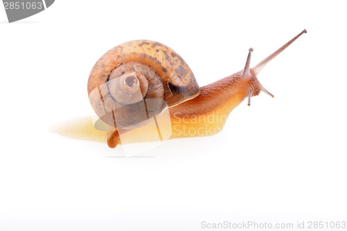 Image of Snail on a white background
