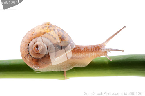 Image of Snail on a green bamboo stem