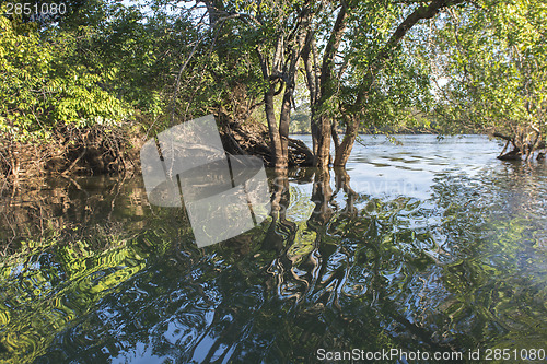 Image of aquatic plants 