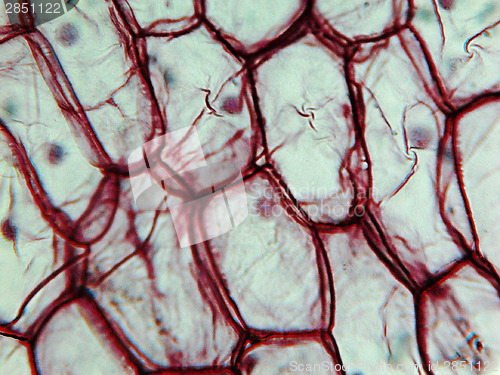 Image of Onion epidermus micrograph