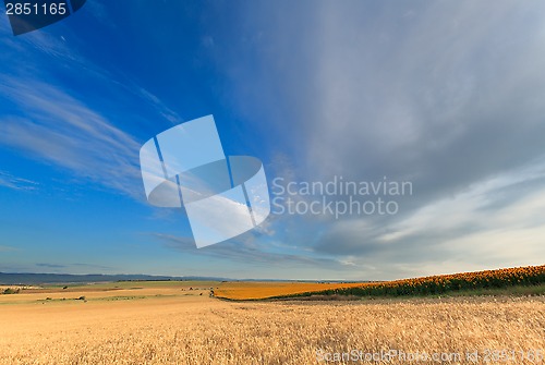 Image of Sunflower and wheat