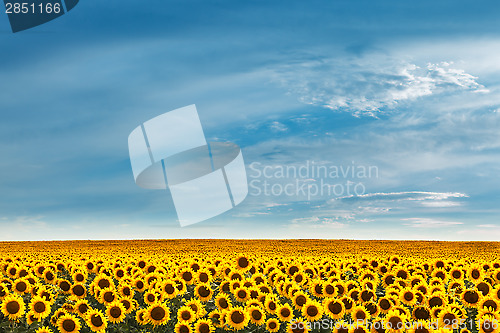 Image of Field of sunflowers