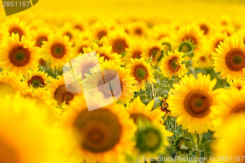 Image of Sunflower field, backlit.