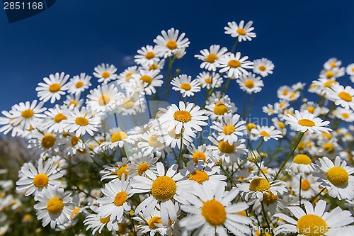 Image of Daisies.