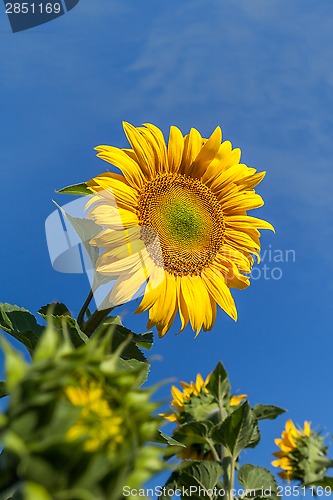 Image of Sunflower