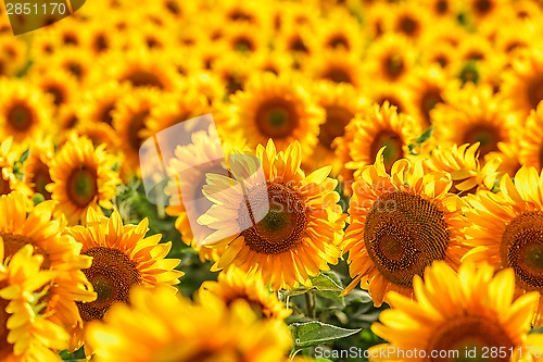 Image of Blooming sunflower.