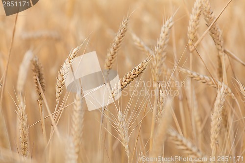 Image of wheat ears close-up