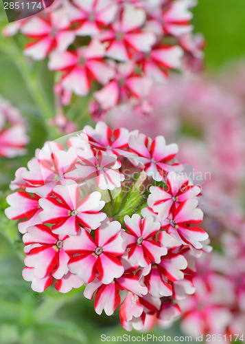 Image of geranium flowers