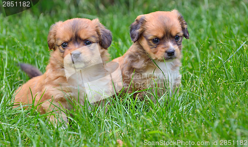 Image of two young puppies