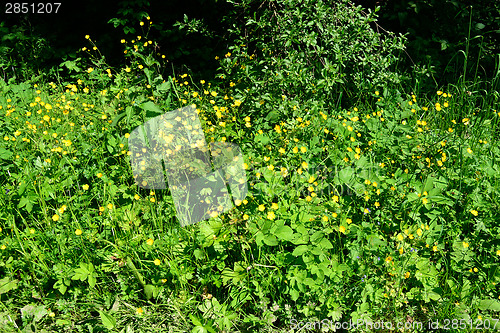 Image of Field with flowers