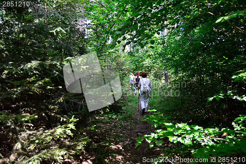 Image of Hiking in Forest