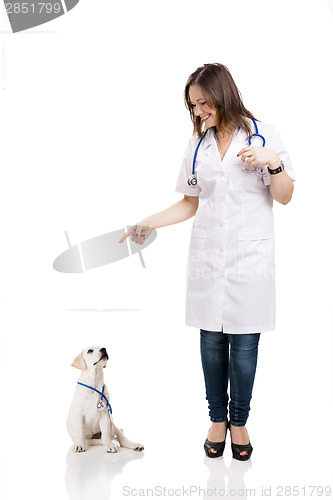 Image of Beautiful young veterinary pointing to a a cute puppy labrador d