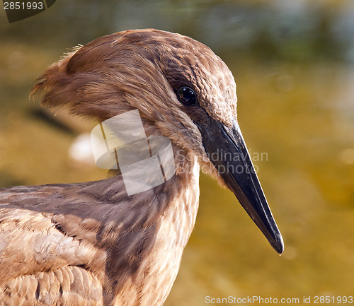 Image of Hamerkop