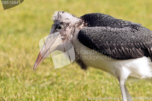 Image of Marabou stork