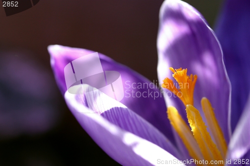 Image of crocus close-up