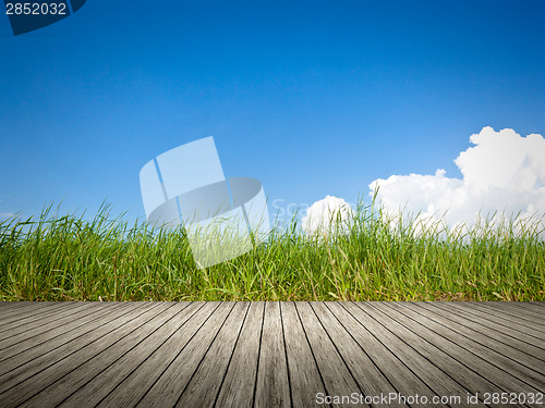 Image of green grass