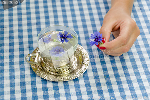 Image of hand hold fresh cornflower blossom. herbal tea cup 