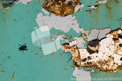 Image of background of cracked surface plate and black fly 