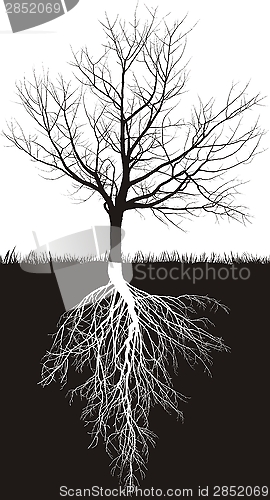 Image of Cherry tree without leaves with roots