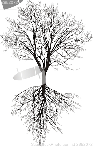 Image of Bare Tree With Roots