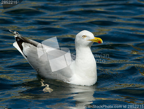 Image of Herring gull