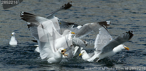 Image of Seagull