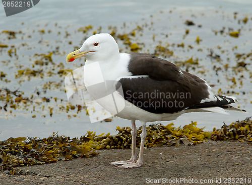 Image of Great Black-backed