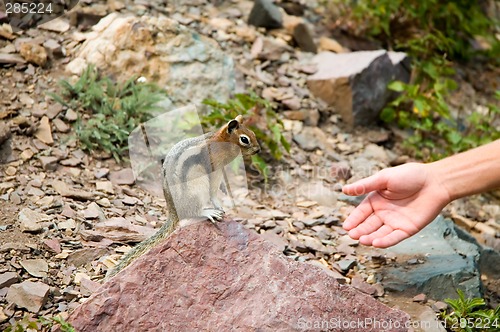 Image of Chipmunk feeding