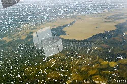 Image of Algae bloom