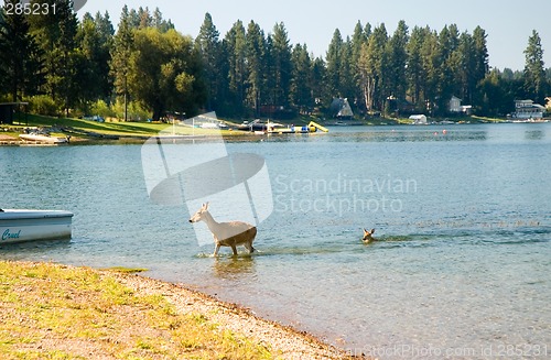 Image of Swimming deer