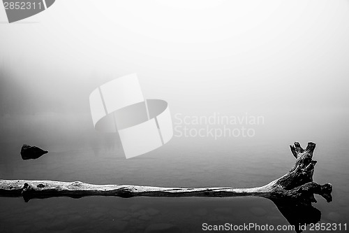Image of Dead tree reflected in a lake