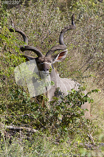 Image of Kudu bull 