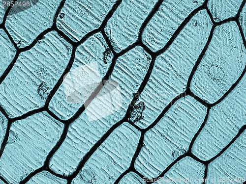 Image of Onion epidermus micrograph