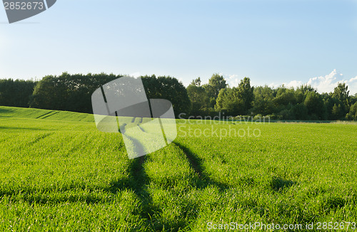 Image of path through young grain to the forest  