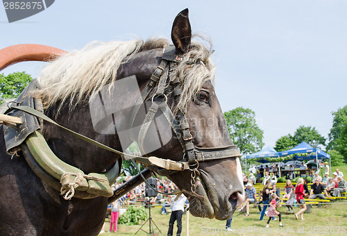 Image of close up black horse head white mane and harness 